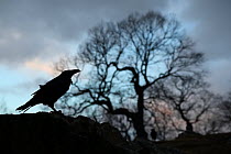 Raven (Corvus corax) standing on stone wall, silhouetted at dusk, Scotland, UK. January.