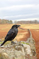 Raven (Corvus corax) standing on a stone wall on farmland, Scotland, UK. December.