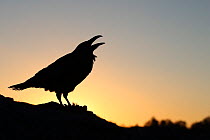 Raven (Corvus corax) calling, silhouetted at dusk, Scotland, UK. January.