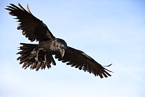 Raven (Corvus corax) in flight, Scotland, UK. January.