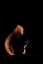 Red squirrel (Sciurus vulgaris) feeding, backlit, Scotland, UK.December.