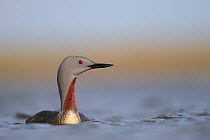 Red throated diver (Gavia stellata) in breeding plumage, portrait, Iceland. May.