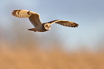 Short eared owl (Asio flammeus) in flight, Scotland, UK. December.