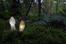 Common stinkhorn (Phallus impudicus) fungi on forest floor, artificially lit from inside, Scotland, UK. September.