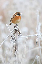 Stonechat (Saxicola rubicola) male perched on a frost covered plant stem, Scotland, UK. December.