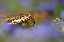 Female Adder (Vipera berus) with tongue out among bluebells, close up, April, Scotland