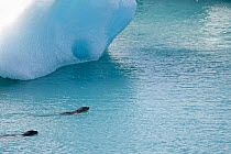 Two Harbor seals (Phoca vitulina) swimming in calm lagoon waters, Jokulsarlon Glacier Lagoon, Iceland. July.