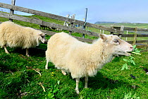 Sheep (Ovis aries) feeding, on Heimaey Island, Westman Islands, Iceland. July.
