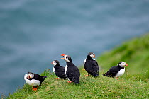 Group pf Puffins (Fratercula arctica) resting on cliffs of Heimaey Island, Westman Islands, Iceland. July.