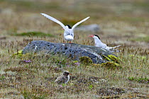 Arctic tern chick (Sterna paradisaea) camouflaged in sparse vegetation of coastal grassland, two adults interacting in background, Snaefellsness Peninsula, Iceland.July.
