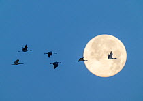 Sandhill cranes (Antigone canadensis) in flight, silhouetted against a full moon, Whitewater Draw Wildlife Preserve, Arizona, USA. January.