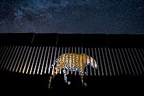 An image of a wild Jaguar (Panthera onca) is symbolically projected on to a section of the US-Mexico border wall. Jaguars have disappeared from the US in the last century, mostly due to habitat loss a...
