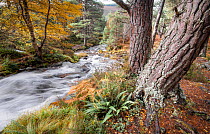 Scots pine (Pinus sylvestris) tree on the banks of Baden Mosach falls, Glenfeshie, Highlands, Scotland, UK.  October.