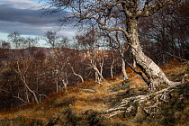 Cloudy sky over Downy birch (Betula pubescens) trees in upland woodland, Dundonnel, Scotland, UK. November, 2020.