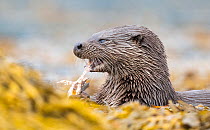 European otter (Lutra lutra) eating Scorpion fish (Taurulus bubalis), Isle of Mull, Scotland, UK. September.