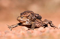 Male Common toad (Bufo bufo) riding on back of female, The Black Isle, Scotland, UK. March.