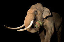 Endangered male Asian elephant (Elephas maximus), aged 29, named Billy, eating grass, at Los Angeles Zoo, USA. Captivity.
