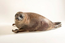 Ringed seal (Pusa hispida) aged 18 months, portrait, Alaska SeaLife Center, Seward, Alaska, USA. Captive.