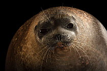 Ringed seal (Pusa hispida) aged 18 months, head portrait, Alaska SeaLife Center, Seward, Alaska, USA. Captive.