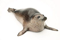 Spotted seal (Phoca largha) portrait, Alaska SeaLife Center, Seward, Alaska, USA. Captive.