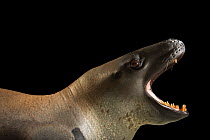 Leopard seal (Hydrurga leptonyx) head portrait, with mouth open wide, Taronga Zoo, Sydney, Australia. Captive.