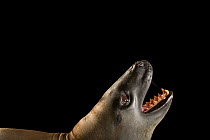 Leopard seal (Hydrurga leptonyx) head portrait, head raised and mouth open, Taronga Zoo, Sydney, Australia. Captive.