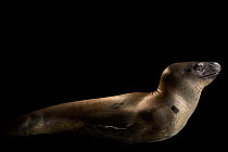 Leopard seal (Hydrurga leptonyx) portrait, Taronga Zoo, Sydney, Australia. Captive.