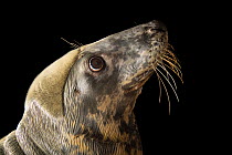 Grey seal (Halichoerus grypus) head portrait, Indianapolis Zoo, Indiana, USA. Captive.