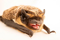 Parti-colored bat (Vespertilio murinus) crawling and calling at Moscow Zoo, Russia.  Captivity.