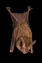 Female Fringe-lipped bat (Trachops cirrhosus) hanging upside down at Smithsonian Tropical Research Institute, Panama.  Captivity.