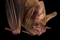 Profile of female Fringe-lipped bat (Trachops cirrhosus) hanging upside down at Smithsonian Tropical Research Institute, Panama.  Captivity.
