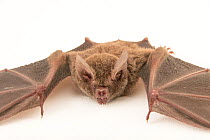 Close up of female Fringe-lipped bat (Trachops cirrhosus) at Smithsonian Tropical Research Institute, Panama.  Captivity.