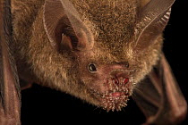 Close up of female Fringe-lipped bat (Trachops cirrhosus) at the Smithsonian Tropical Research Institute, Panama.  Captivity.