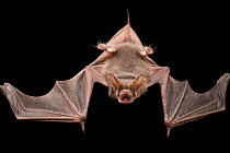 Brazilian free-tailed bat (Tadarida brasiliensis) flying and calling at Night Wings Inc., Texas, USA.  Captivity.