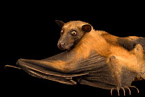 Madagascan rousette bat (Rousettus madagascariensis) crawling, Madagascar.  Captivity.