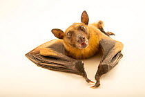 Madagascan rousette bat (Rousettus madagascariensis) crawling, Madagascar.   Captivity.