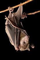 Egyptian fruit bat (Rousettus aegyptiacus) hanging upside down at Omaha's Henry Doorly Zoo, Nebraska, USA.  Captivity.