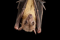 Close up of Egyptian fruit bat (Rousettus aegyptiacus) hanging upside down at Omaha's Henry Doorly Zoo, Nebraska, USA.  Captivity.
