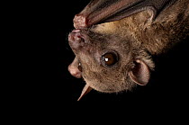 Close up of Egyptian fruit bat (Rousettus aegyptiacus) hanging upside down at Omaha's Henry Doorly Zoo, Nebraska, USA.  Captivity.