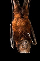 Pemba flying fox bat (Pteropus voeltzkowi) hanging upside down at Phoenix Zoo, Arizona, USA.  Captivity.