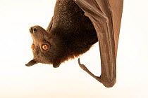 Close up of Large flying fox bat (Pteropus vampyrus vampyrus) hanging upside down at Taman Safari, Indonesia.  Captivity.