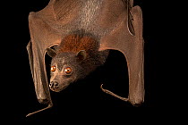 Close up of Large flying fox bat (Pteropus vampyrus) hanging upside down at Taman Safari, Indonesia.  Captivity.