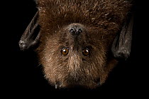 Close up of critically endangered Rodrigues flying fox bat (Pteropus rodricensis) hanging upside down at Lincoln Children's Zoo, Nebraska, USA.  Captivity.