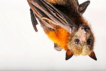 Close up of Grey-headed flying fox (Pteropus poliocephalus), hanging upside down at Australian Bat Clinic.  Important pollinators and seed dispersers in decline due to entanglement in fruit netting, l...