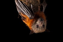 Close up of Grey-headed flying fox (Pteropus poliocephalus), , hanging upside down at Australian Bat Clinic.  Captivity.  Important pollinators and seed dispersers, in decline due to entanglement in...