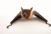 Lyle's flying fox bat (Pteropus lylei) crawling at Budapest Zoo, Hungary.  Captivity.
