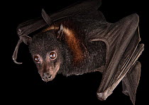 Close up of Island flying fox bat (Pteropus hypomelanus) head, hanging upside down, at Indianapolis Zoo, USA.  Captivity.