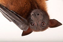 Close up of Indian flying fox bat (Pteropus giganteus) hanging upside down at Omaha's Henry Doorly Zoo, Nebraska, USA.  Captivity.