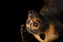 Close up of female Spectacled flying fox bat (Pteropus conspicillatus), only captive individual in Western hemisphere, hanging upside down, at Lubee Bat Conservancy, Florida, USA.  Captivity.