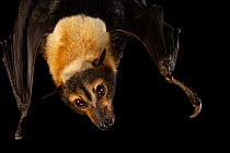 Female Spectacled flying fox bat (Pteropus conspicillatus), only captive individual in Western hemisphere, hanging upside down, at Lubee Bat Conservancy, Florida, USA.  Captivity.